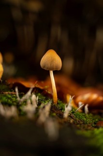 A delicate mushroom emerges amongst vibrant autumn leaves and moss, capturing the serene essence of