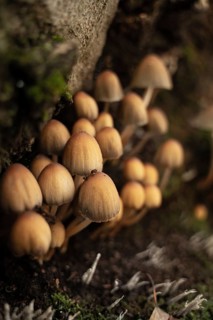 A close-up view of small, brown wild mushrooms growing on a moss-covered forest floor during the