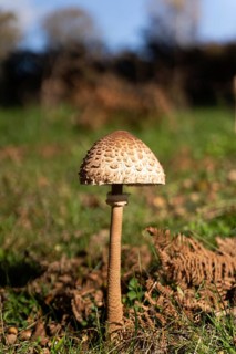 A single mushroom stands tall amongst fallen leaves, showcasing the beauty of nature during the
