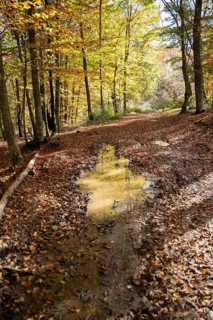 A tranquil pathway dotted with fallen leaves winds through an autumn forest, with sunlight