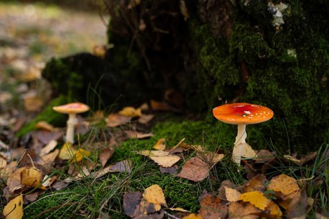 Two bright red fly agaric mushrooms with white spots stand out against the moss and fallen leaves