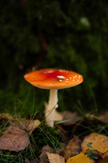 A vividly colored fly agaric mushroom stands out among fallen autumn leaves and lush green moss in