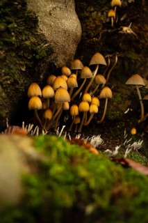 A close-up of a group of small, wild mushrooms with slender stems and tawny caps, nestled at the