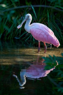 Roseate spoonbill standing in water with soft reflection, nestled in a green canopy in natural