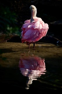 Bird with closed plumage in still water, soft reflection and calm, dark atmosphere, Roseate