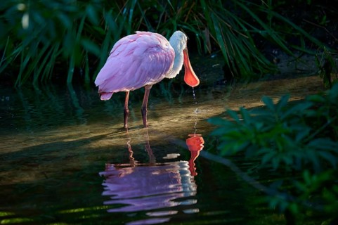 Bird drinking water under quiet canopy, soft reflection and calm, natural environment, Roseate
