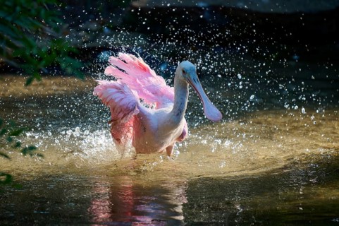 Roseate spoonbill spreads its wings in brightly lit water, dynamics and movement through splashing