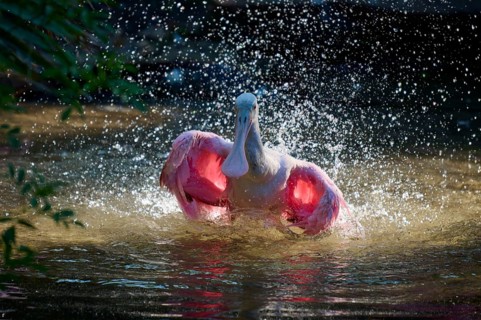 Bird in dynamic pose in water, spreading wings, splashing water in bright light, Roseate Spoonbill