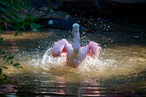 Pink-coloured bird splashing in water, spreading wings, energetic movement, natural daylight,