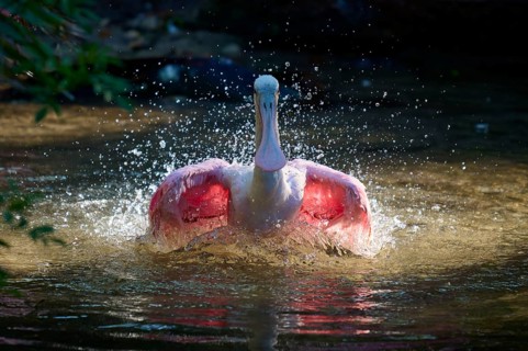 Bird in water with spread wings, splashing water, lively and dynamic atmosphere, Roseate Spoonbill