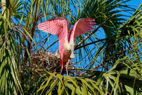 A pink bird spreads its wings near a nest between green palm trees, roseate spoonbill (Ajaja