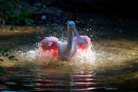 Roseate spoonbill spreads its wings in the water, creates splashing water, lively movement in