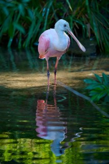 Pink-coloured roseate spoonbill standing on one leg in water, peaceful reflection in calm greenish