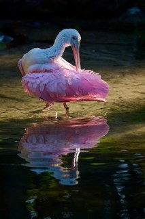 Pink bird preens elegantly in calm water, soft reflection, Roseate Spoonbill (Ajaja ajaja), spring,