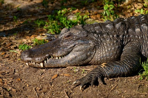 A crocodile resting on the ground in the sunlight, surrounded by plants and dry foliage, American