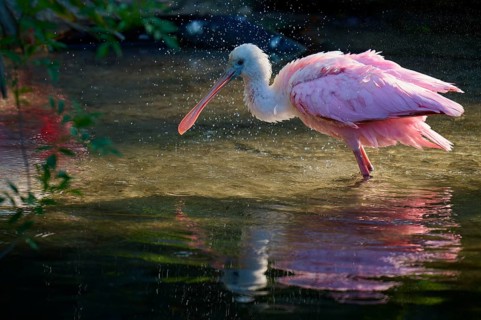 A pink bird standing in water while water reflects drops, Roseate Spoonbill (Ajaja ajaja), spring,