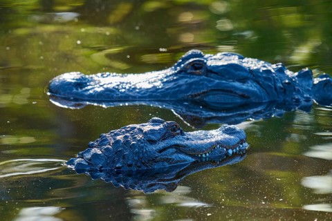 Two crocodiles lying in the water, their heads partly submerged, with soft light and green