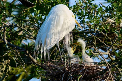 White bird above two chicks in a nest on a tree, Great Egret (Ardea alba), spring, St. Augustine,
