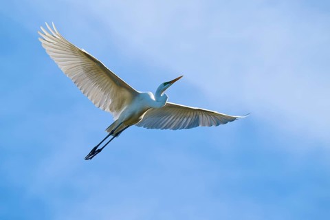 A white bird flies in the blue sky with its wings spread wide, Great White Egret (Ardea alba),