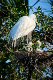White bird in a nest on a tree with two chicks, Great White Egret (Ardea alba), spring, St.
