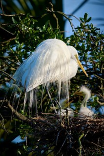 White bird above a nest with two chicks on a tree, Great Egret (Ardea alba), spring, St. Augustine,