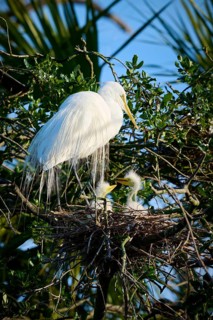A white bird sitting in a nest on a tree with two chicks, Great White Egret (Ardea alba), spring,