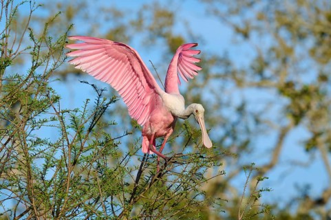 A pink bird in a tree with wide open wings in the sunlight, roseate spoonbill (Ajaja ajaja),