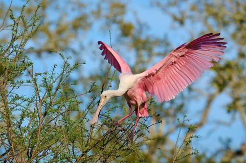 Pink-coloured bird with open wings in a green tree, roseate spoonbill (Ajaja ajaja), spring, St.