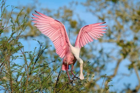 Pink bird with spread wings in front of a blue sky in a tree, Roseate Spoonbill (Ajaja ajaja),