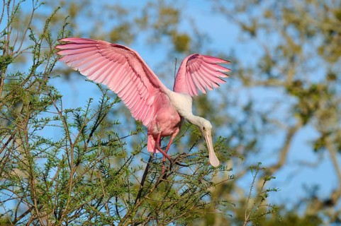 A pink bird with outspread wings on a tree branch, Roseate Spoonbill (Ajaja ajaja), spring, St.