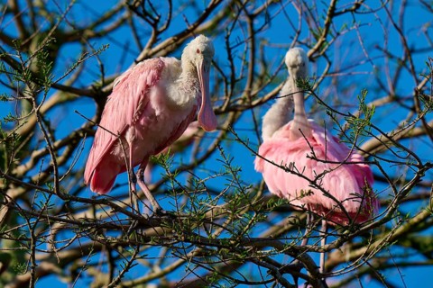 Two pink birds on a tree with branched branches in the sunlight, Roseate Spoonbill (Ajaja ajaja),