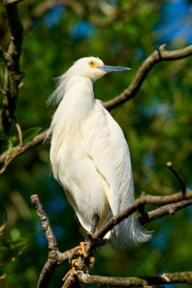 A white heron sits elegantly on a branch against a background of green leaves, Great Egret (Egretta