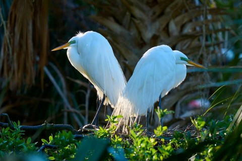 Two white birds sitting back to back on a branch, Great White Egret (Ardea alba), spring, St.