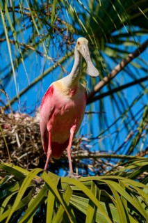 A pink bird stands on a nest surrounded by green palm branches under a blue sky, Roseate Spoonbill