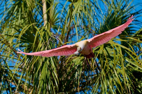 A pink bird flies with wide open wings through the air above green palm trees under a blue sky,
