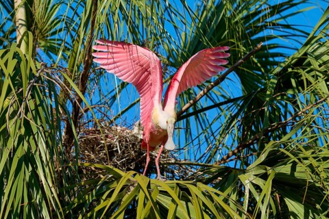 A pink bird flies from the nest, the wings are spread wide between the palm trees, Roseate