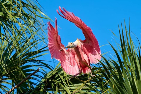 A pink bird spreads its wings wide above green palm trees against a clear blue sky, Roseate