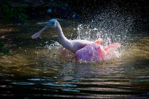 Roseate spoonbill (Ajaja ajaja), spring, St. Augustine, Florida, USA