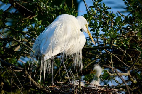 Heron in the nest with a chick in the tree, Great Egret (Ardea alba), spring, St. Augustine,