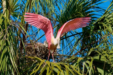 The pink bird rises into the air, its wings wide open, framed by palm trees, roseate spoonbill
