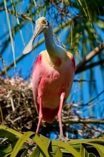A pink bird stands on a branch amidst palm trees, gazing intently into the distance, Roseate