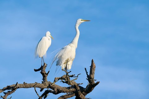 Two white herons sitting on a branch in front of a blue sky, Great Egret (Ardea alba), spring, St.