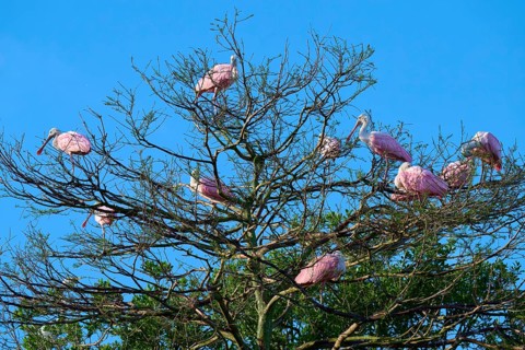 Several roseate spoonbills with pink plumage sitting on the branches of trees against a blue sky,