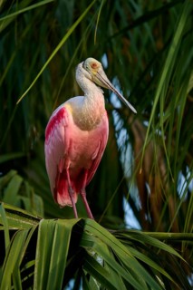 Bird with pink and white feathers balancing on a palm leaf, Roseate Spoonbill (Ajaja ajaja),