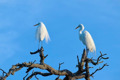 Two white herons standing on bare tree branches against a light blue sky, Great Egret (Ardea alba),