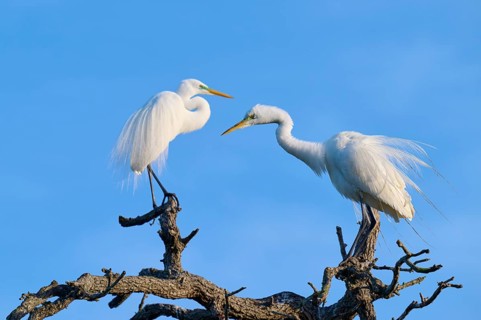 Two herons standing opposite each other on a branch against a blue sky, Great Egret (Ardea alba),