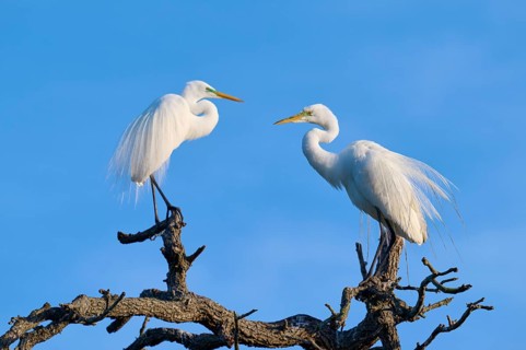 A pair of herons interacting on a branch, highlighted by blue sky, Great Egret (Ardea alba),