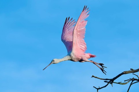 A bird with pink wings flies through the sky, blue background, roseate spoonbill (Ajaja ajaja),