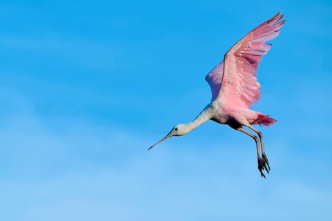 A bird with pink wings in the air, alive against a blue sky, Roseate Spoonbill (Ajaja ajaja),