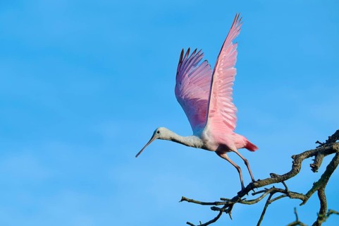 A bird with pink wings takes off from a branch, blue sky as background, Roseate Spoonbill (Ajaja